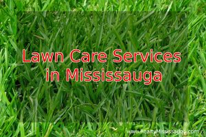 Read more about the article Lawn Care Services in Mississauga